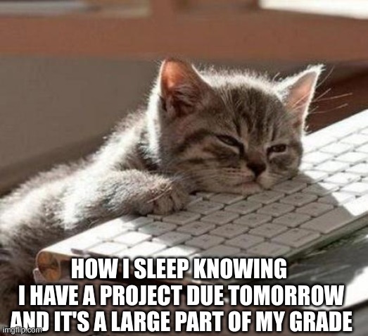 tired cat | HOW I SLEEP KNOWING 
I HAVE A PROJECT DUE TOMORROW AND IT'S A LARGE PART OF MY GRADE | image tagged in tired cat | made w/ Imgflip meme maker