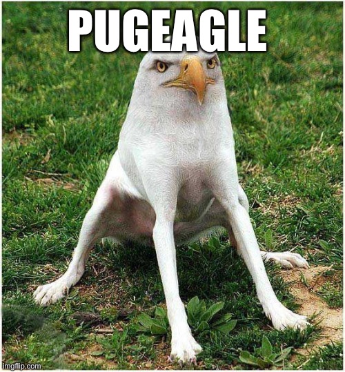 Pugeagle | PUGEAGLE | image tagged in dog,bird,cursed | made w/ Imgflip meme maker