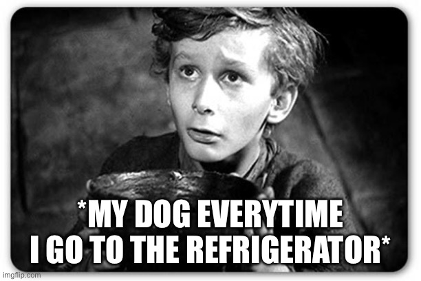 My Dog Is Forever Begging | *MY DOG EVERYTIME I GO TO THE REFRIGERATOR* | image tagged in beggar,dog,begging,food,refrigerator | made w/ Imgflip meme maker