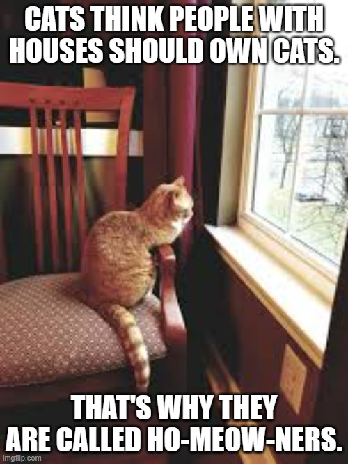 meme by Brad cats and ho-meow-ners | CATS THINK PEOPLE WITH HOUSES SHOULD OWN CATS. THAT'S WHY THEY ARE CALLED HO-MEOW-NERS. | image tagged in cat meme | made w/ Imgflip meme maker