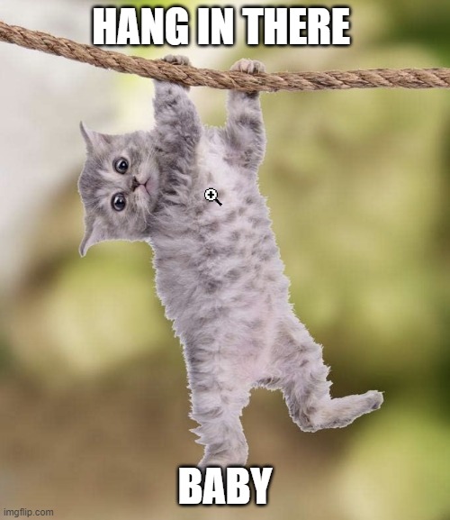 Hanging cat | HANG IN THERE; BABY | image tagged in hanging cat | made w/ Imgflip meme maker