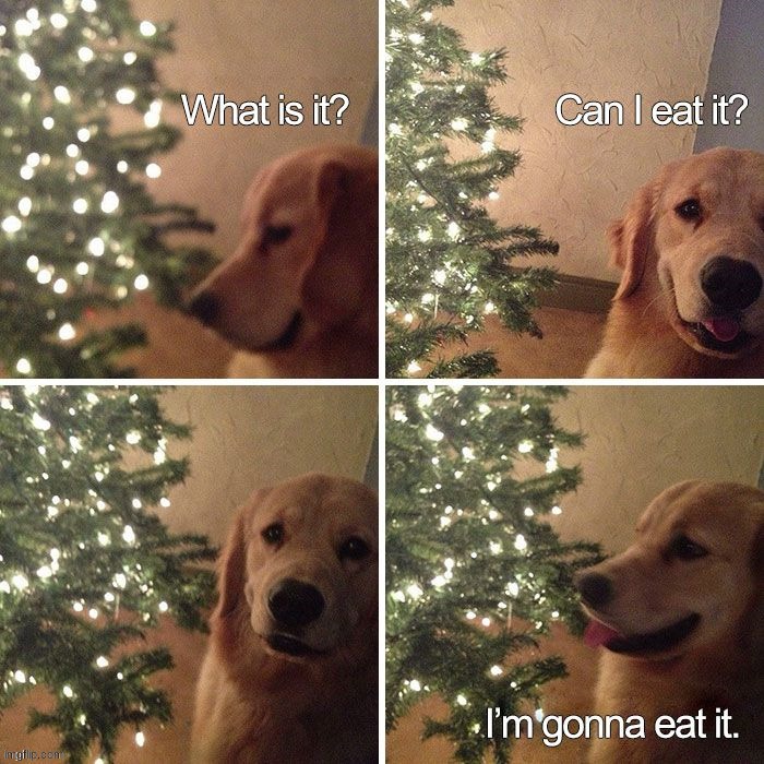 No eating | image tagged in memes,funny,dogs | made w/ Imgflip meme maker