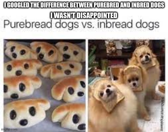 Purebread and Inbread dogs | I GOOGLED THE DIFFERENCE BETWEEN PUREBRED AND INBRED DOGS; I WASN'T DISAPPOINTED | image tagged in purebread and inbread dogs | made w/ Imgflip meme maker