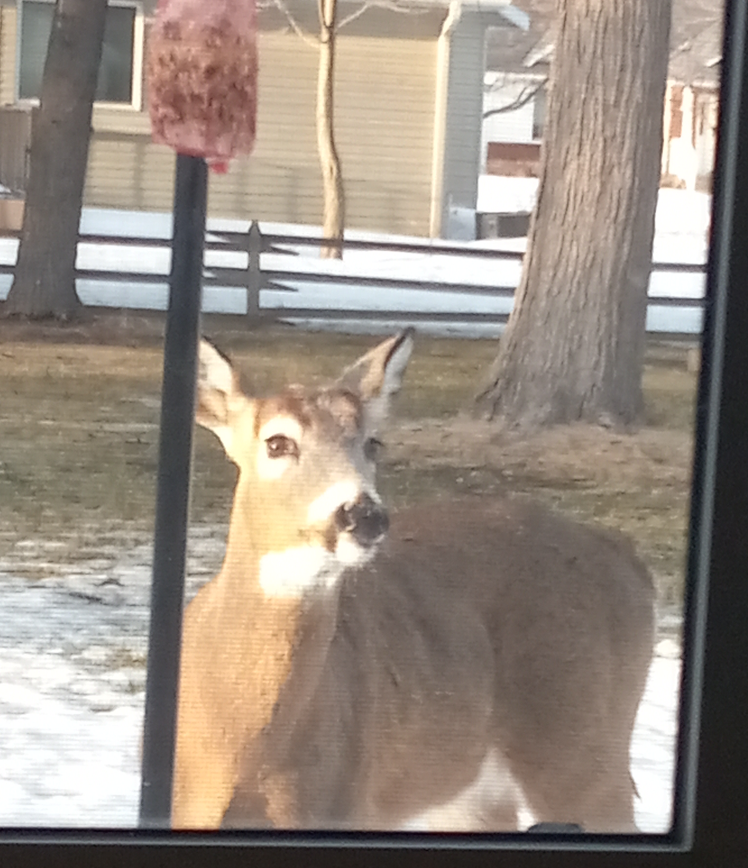 Deer Eating 2 Blank Meme Template