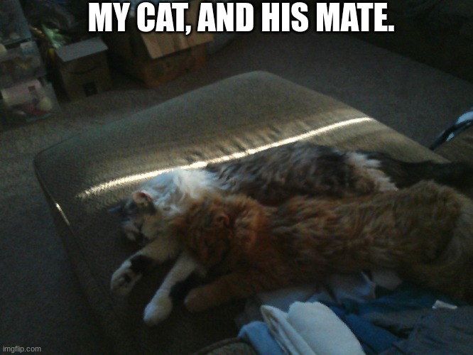 MY CAT, AND HIS MATE. | image tagged in kitten | made w/ Imgflip meme maker