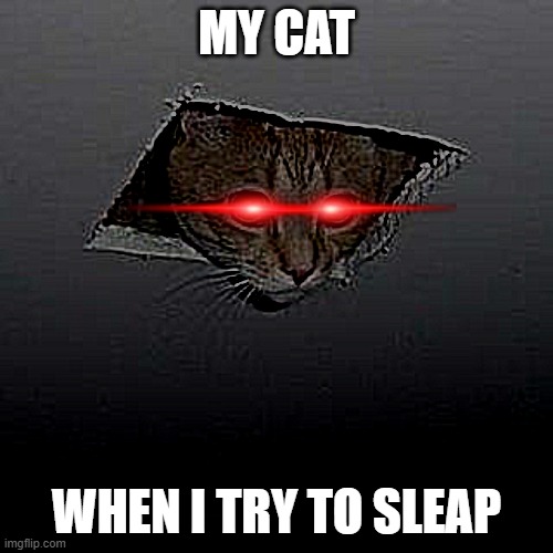 Ceiling Cat Meme | MY CAT; WHEN I TRY TO SLEAP | image tagged in memes,ceiling cat | made w/ Imgflip meme maker