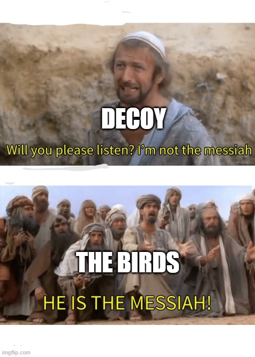 He is the messiah | DECOY THE BIRDS | image tagged in he is the messiah | made w/ Imgflip meme maker
