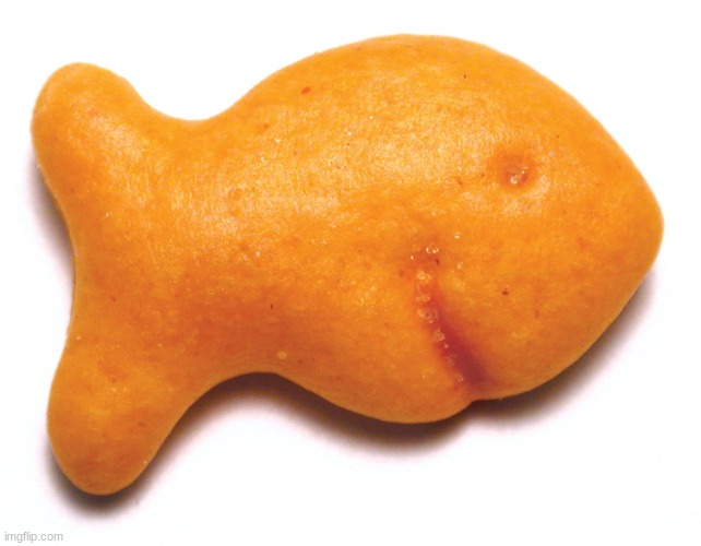 gold fish | image tagged in gold fish | made w/ Imgflip meme maker