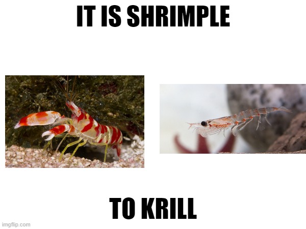 IT IS SHRIMPLE; TO KRILL | made w/ Imgflip meme maker