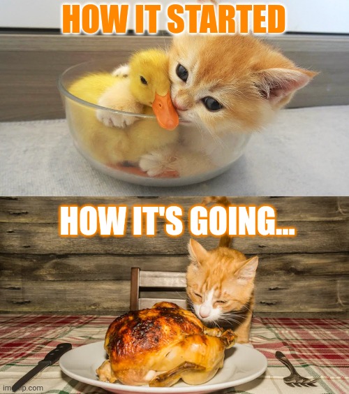 Nom nom nom | HOW IT STARTED; HOW IT'S GOING... | image tagged in cute,cats,ducks,stop it get some help | made w/ Imgflip meme maker