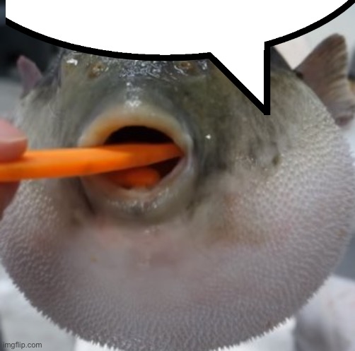 pufferfish eating carrot | image tagged in pufferfish eating carrot | made w/ Imgflip meme maker