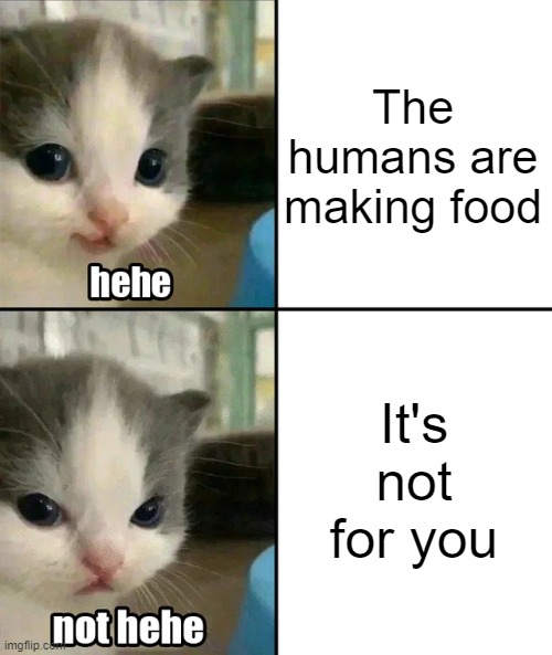 This is outrageous it's unfair! | The humans are making food; It's not for you | image tagged in cute cat hehe and not hehe | made w/ Imgflip meme maker