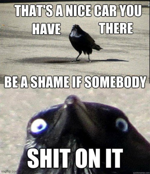 Crow on the Car | image tagged in repost | made w/ Imgflip meme maker