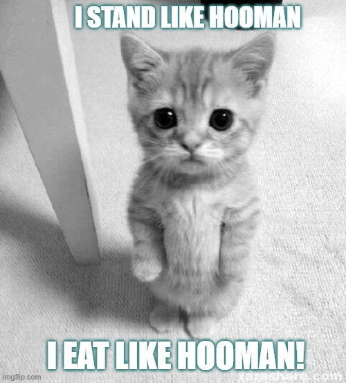 hooman wannabe | I STAND LIKE HOOMAN; I EAT LIKE HOOMAN! | image tagged in memes,cute cat,hooman,funny memes | made w/ Imgflip meme maker