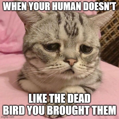 poor cat | WHEN YOUR HUMAN DOESN'T; LIKE THE DEAD BIRD YOU BROUGHT THEM | image tagged in cats,birds,sad | made w/ Imgflip meme maker