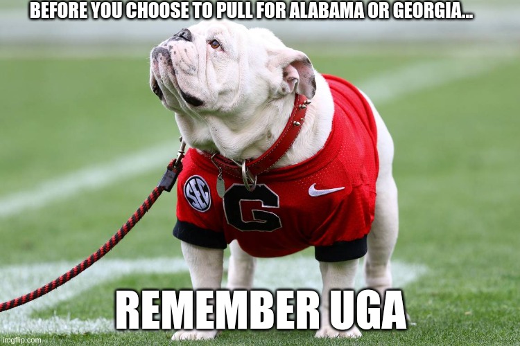 GO DAWGS!!! | BEFORE YOU CHOOSE TO PULL FOR ALABAMA OR GEORGIA... REMEMBER UGA | image tagged in georgia bulldog | made w/ Imgflip meme maker