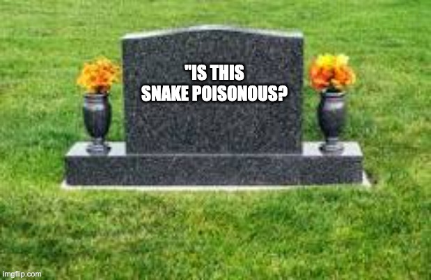 Last Words | "IS THIS SNAKE POISONOUS? | image tagged in dark humor | made w/ Imgflip meme maker