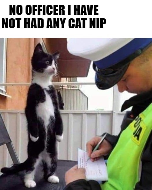 No officer . | NO OFFICER I HAVE NOT HAD ANY CAT NIP | image tagged in cat,police,kewlew | made w/ Imgflip meme maker