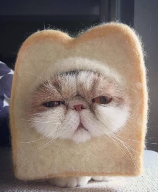 High Quality Cat in a bread Blank Meme Template