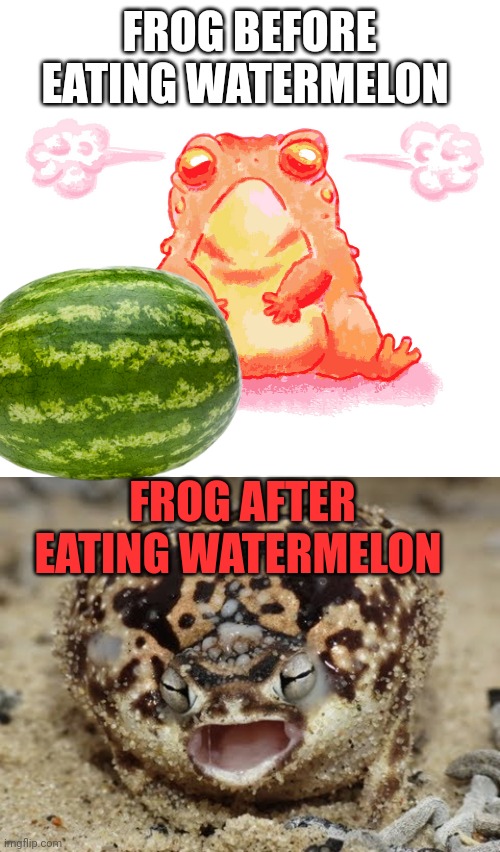 Important watermelon facts | FROG BEFORE EATING WATERMELON; FROG AFTER EATING WATERMELON | image tagged in watermelon | made w/ Imgflip meme maker