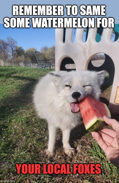 Important watermelon facts | REMEMBER TO SAME SOME WATERMELON FOR; YOUR LOCAL FOXES | image tagged in watermelon,facts,foxes | made w/ Imgflip meme maker
