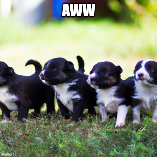 AWW | image tagged in aww,puppy,cute,adorable | made w/ Imgflip meme maker