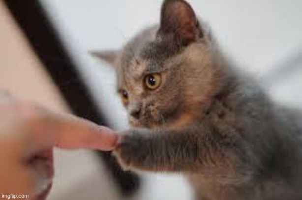 kitten fist bump | image tagged in kitten fist bump | made w/ Imgflip meme maker