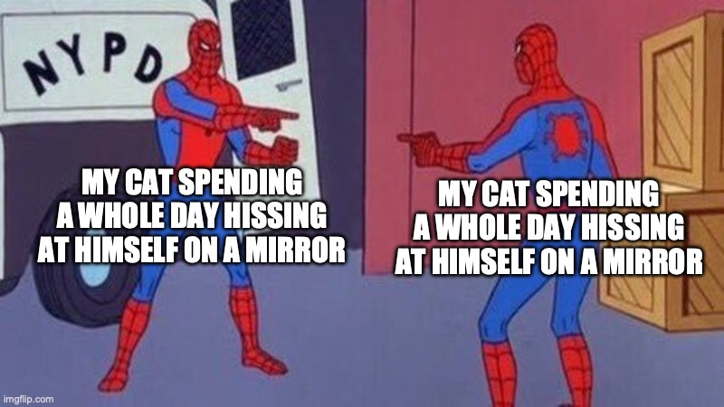 Cats, lol | MY CAT SPENDING A WHOLE DAY HISSING AT HIMSELF ON A MIRROR; MY CAT SPENDING A WHOLE DAY HISSING AT HIMSELF ON A MIRROR | image tagged in spiderman pointing at spiderman | made w/ Imgflip meme maker