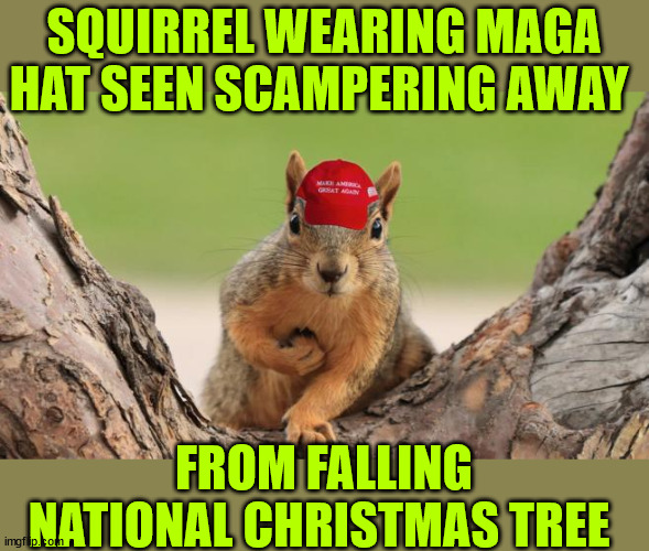 National Christmas Tree falls over | SQUIRREL WEARING MAGA HAT SEEN SCAMPERING AWAY FROM FALLING NATIONAL CHRISTMAS TREE | image tagged in blame,trump supporters,squirrel | made w/ Imgflip meme maker