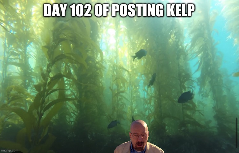 Kelp2 | DAY 102 OF POSTING KELP | image tagged in kelp2 | made w/ Imgflip meme maker