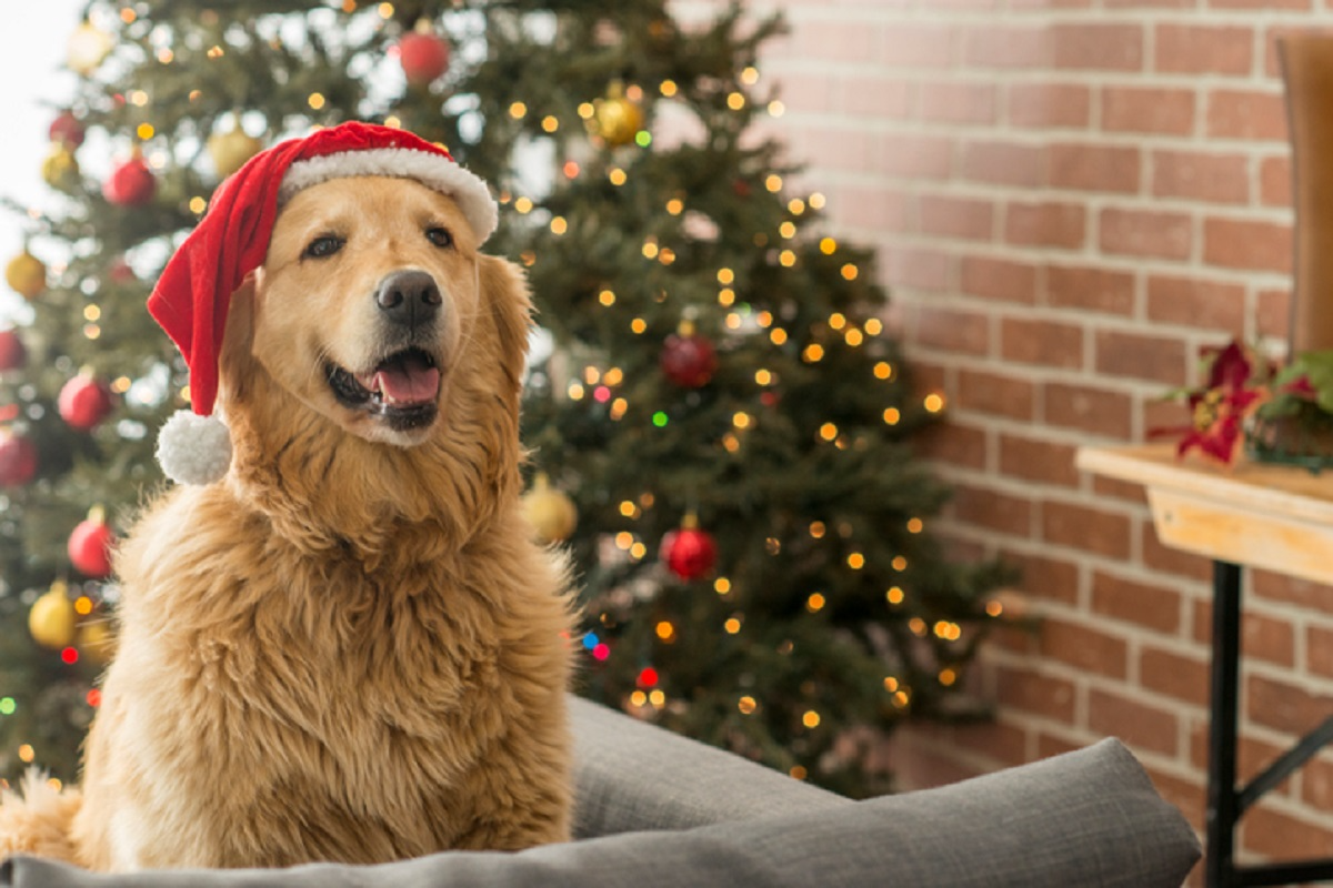 High Quality Christmas dog 1 Blank Meme Template