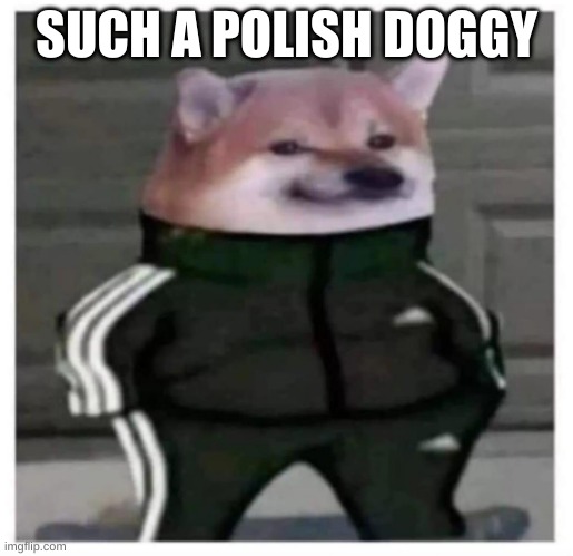 kurwa ten | SUCH A POLISH DOGGY | image tagged in kurwa ten | made w/ Imgflip meme maker