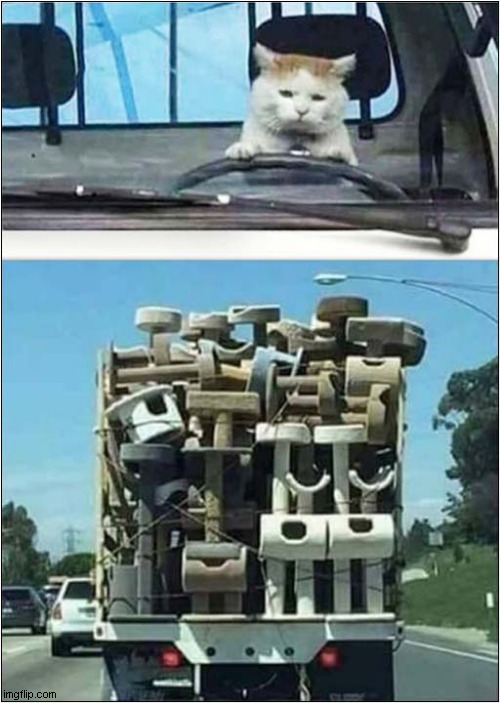 Off To Start A New Country ! | image tagged in cats,cat tree | made w/ Imgflip meme maker