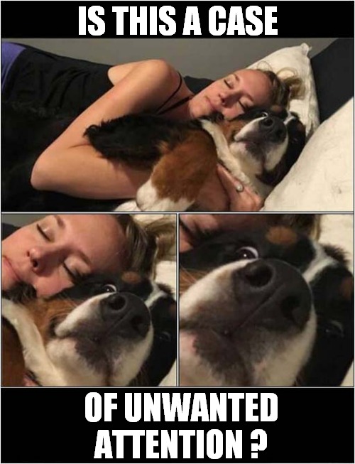 Snuggles Time ! | IS THIS A CASE; OF UNWANTED ATTENTION ? | image tagged in dogs,snuggles,unwanted attention | made w/ Imgflip meme maker
