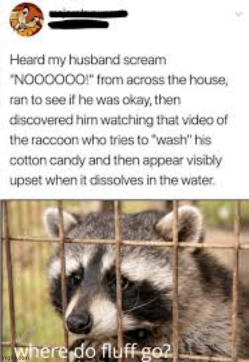 why did it have to happen the the racoon | image tagged in animal | made w/ Imgflip meme maker