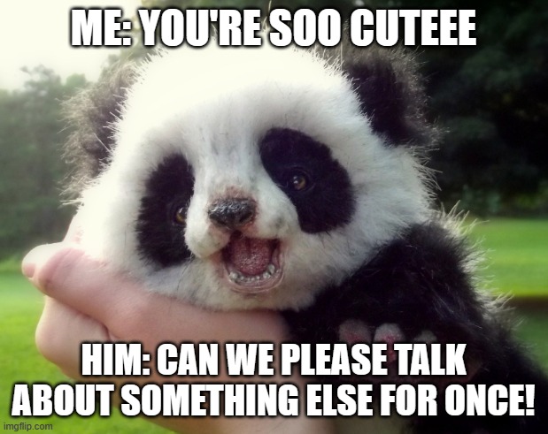 haha | ME: YOU'RE SOO CUTEEE; HIM: CAN WE PLEASE TALK ABOUT SOMETHING ELSE FOR ONCE! | image tagged in panda,cute,cute animals,animal meme,memes | made w/ Imgflip meme maker