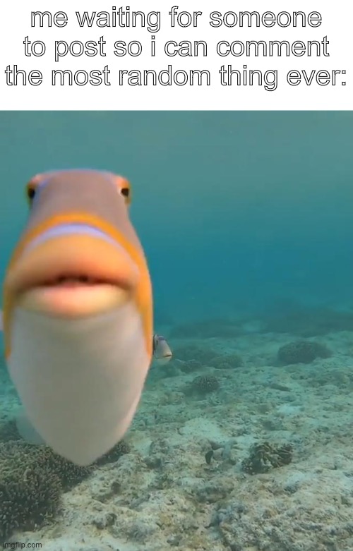staring fish | me waiting for someone to post so i can comment the most random thing ever: | image tagged in staring fish | made w/ Imgflip meme maker