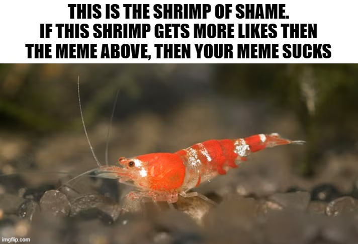 High Quality the shrimp of shame Blank Meme Template