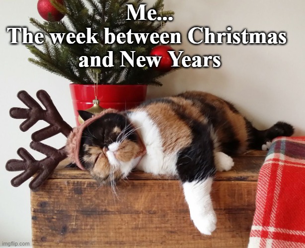 The Week Between | Me...
The week between Christmas 
and New Years | image tagged in pets,cats,christmas,new years,funny memes | made w/ Imgflip meme maker