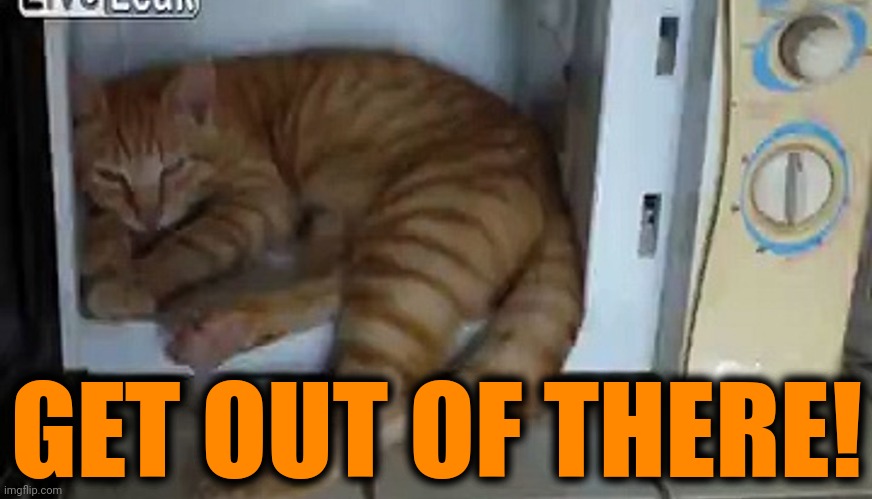 Stop trying to cook yourself! | GET OUT OF THERE! | image tagged in get out,of my,microwave,cats | made w/ Imgflip meme maker
