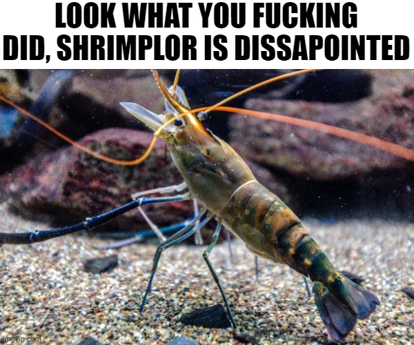shrimplor is dissapointed Blank Meme Template