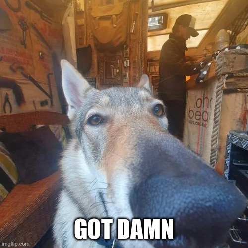 Got Damn Dog | GOT DAMN | image tagged in got damn dog | made w/ Imgflip meme maker