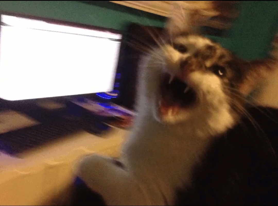 Cat screaming Blank Meme Template