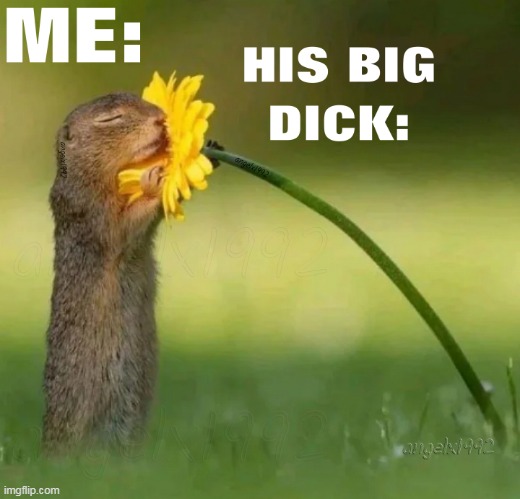 image tagged in squirrel,flower,big dicks,happy squirrel,dicks,nature | made w/ Imgflip meme maker