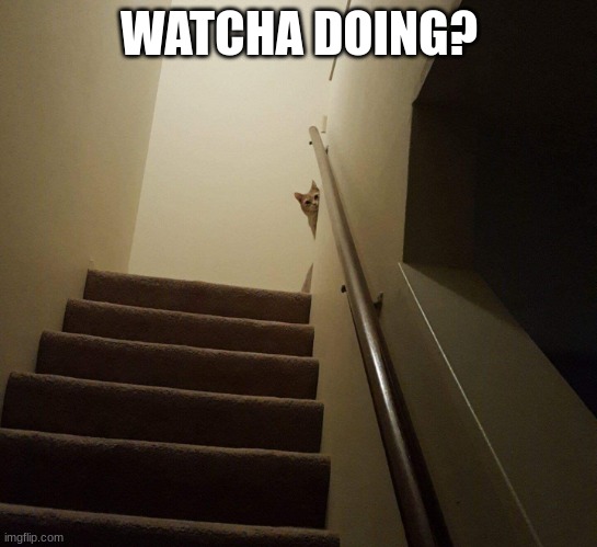 creepy cat | WATCHA DOING? | image tagged in creepy cat | made w/ Imgflip meme maker
