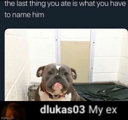 Shitpost #1 | image tagged in shitpost,dogs,memes,funny,gifs,cursed | made w/ Imgflip meme maker