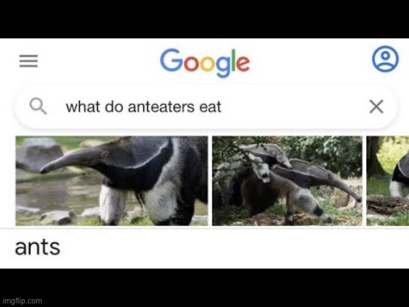 Ants | image tagged in google | made w/ Imgflip meme maker