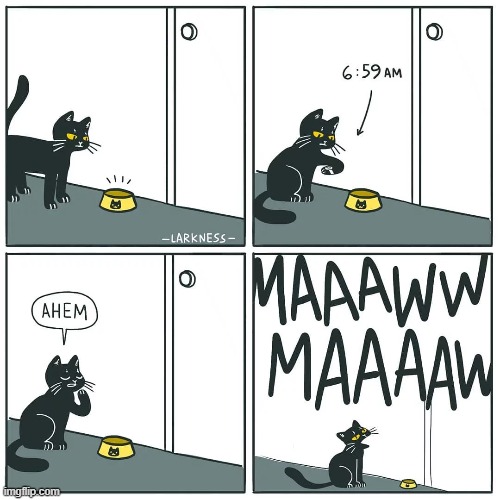 maw | image tagged in cats,cat,comics/cartoons,memes | made w/ Imgflip meme maker