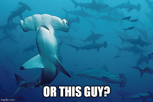 Hammerhead shark | OR THIS GUY? | image tagged in hammerhead shark | made w/ Imgflip meme maker