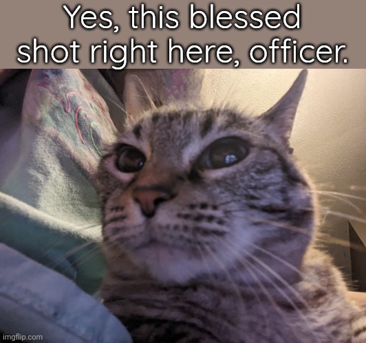 This may be my best camera work yet | Yes, this blessed shot right here, officer. | image tagged in cat,picture | made w/ Imgflip meme maker